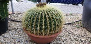 Cactus grusoni