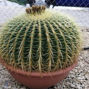 Cactus grusoni